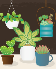 Foliage plants, cactus, succulent illustration 
