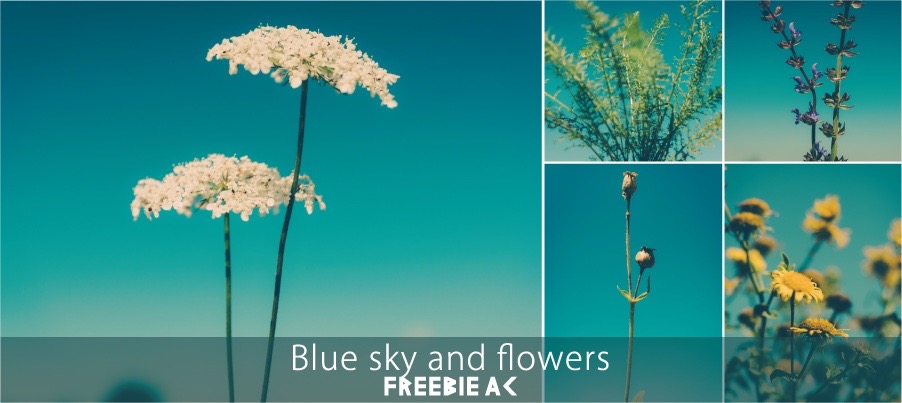 藍藍的天空和花卉照片素材