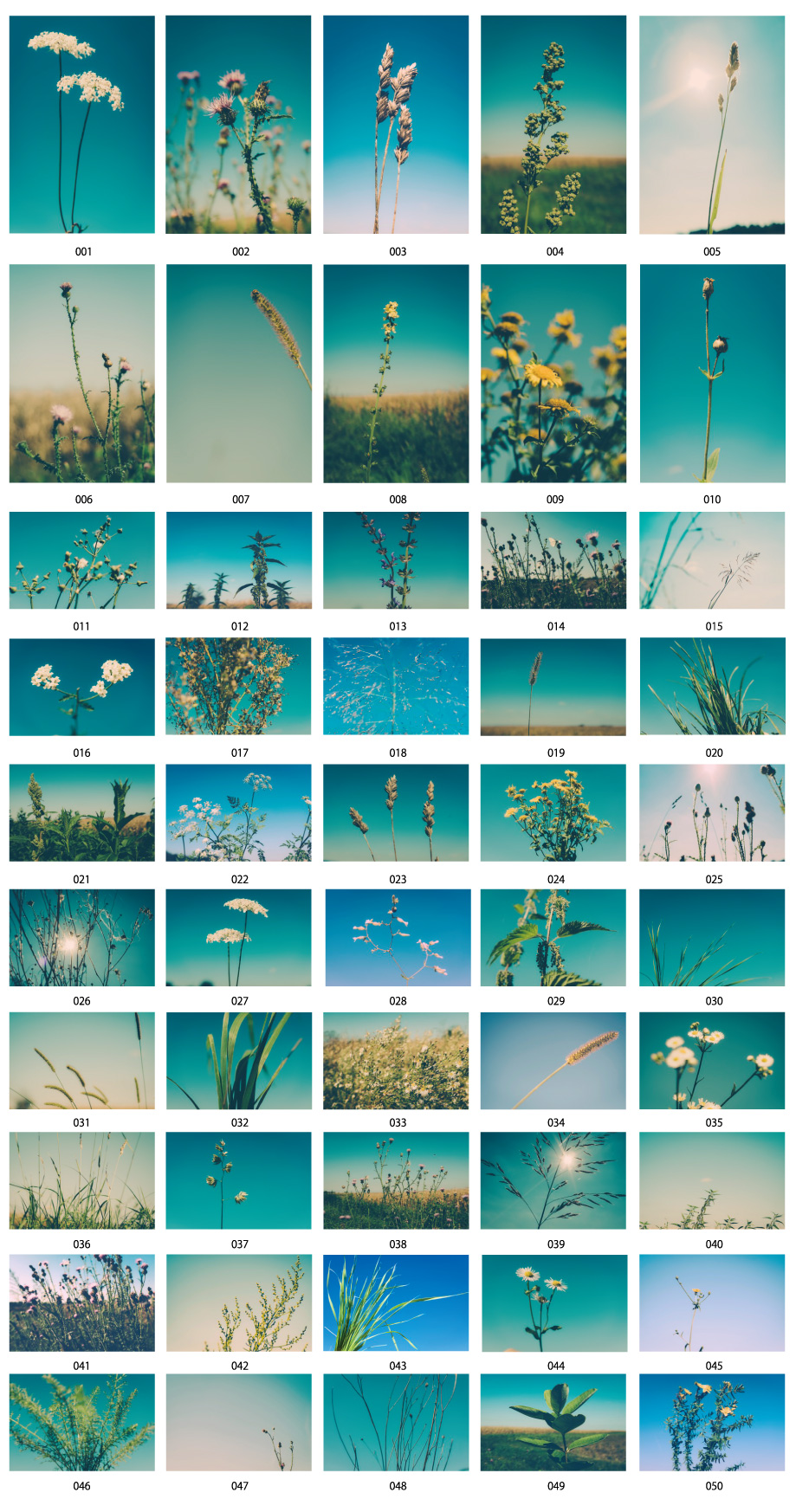 Màu xanh bầu trời và hoa ảnh chất liệu