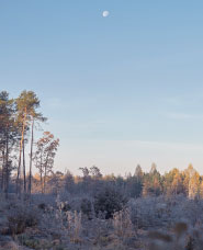 Winter Forest Stock Photos