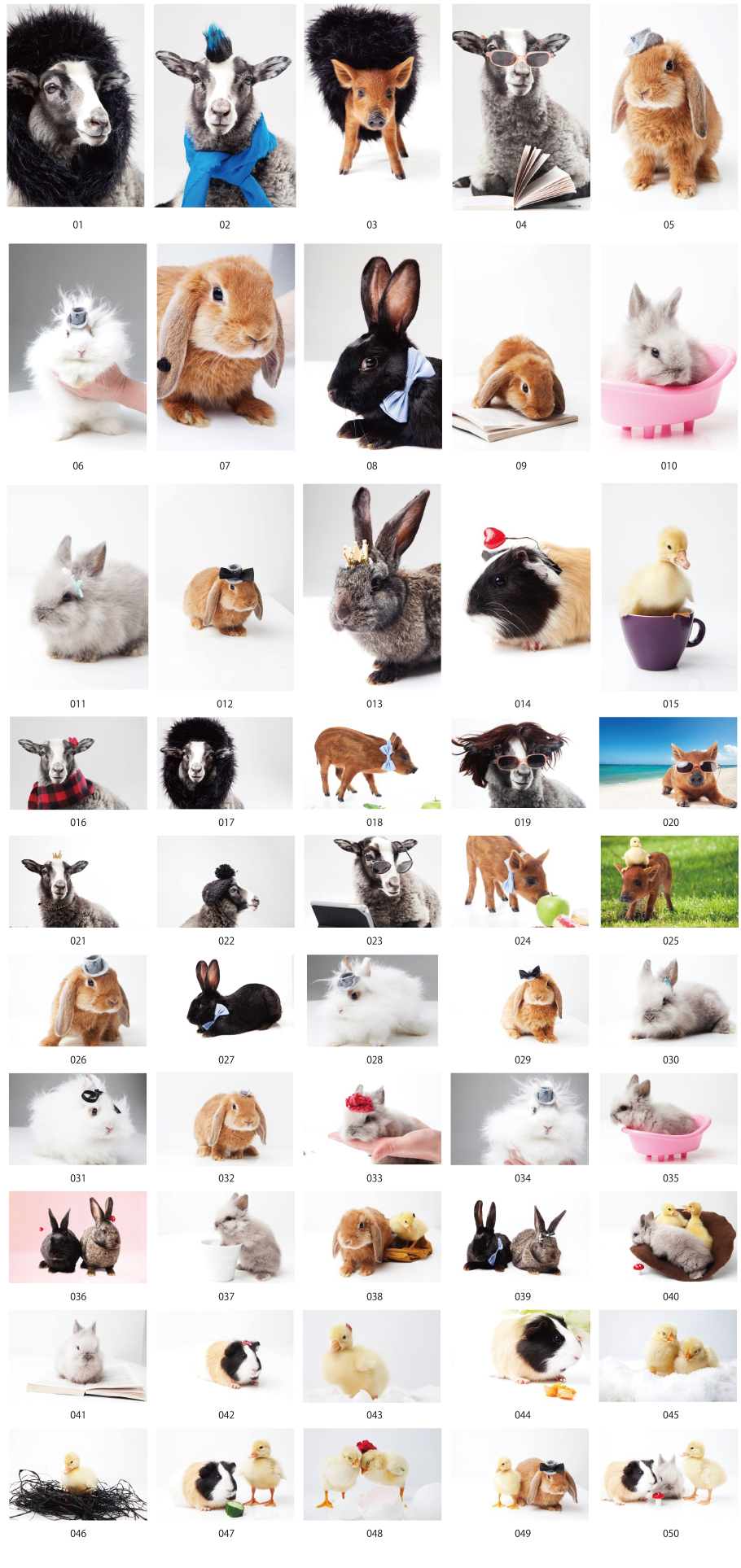 Animal Stock Photos