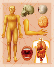Vật liệu minh họa cơ thể con người thực