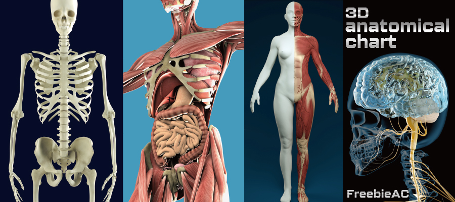 ภาพตัดขวางอวัยวะ 3D การเก็บรวบรวมข้อมูล CG