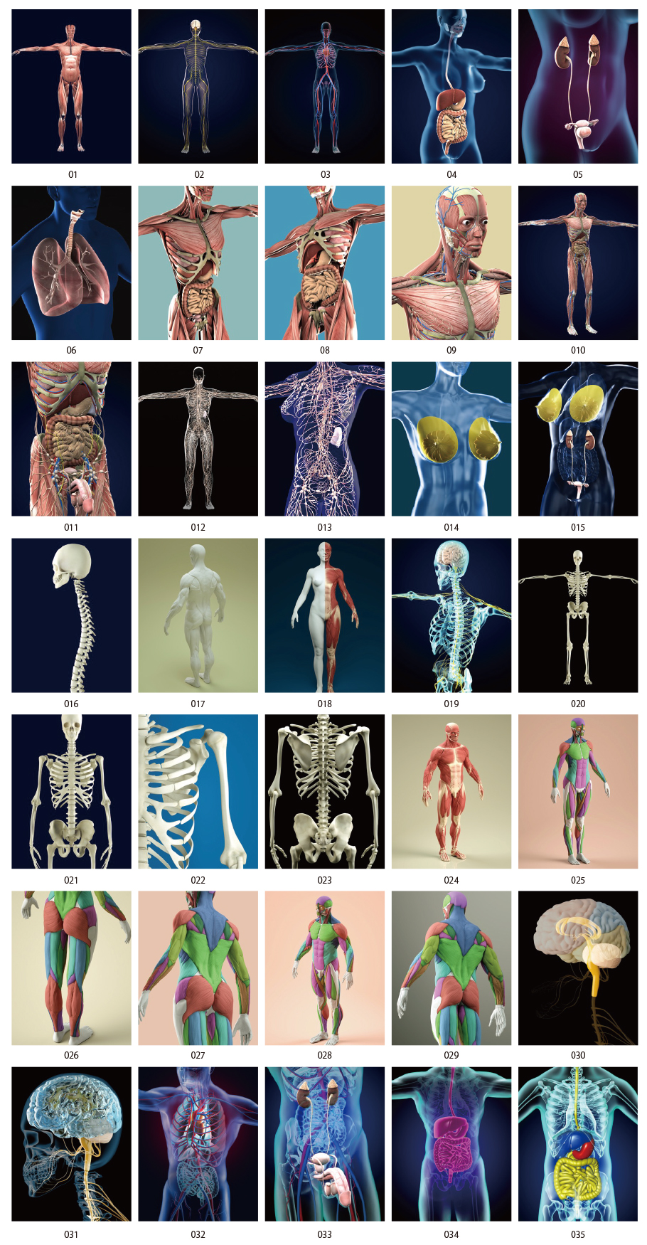 3D organ dissection diagram CG material collection